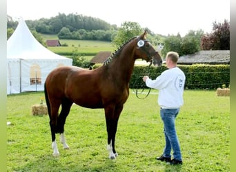 Hannoveraner, Stute, 10 Jahre, 167 cm, Brauner