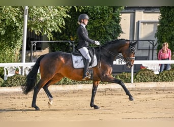 Hannoveraner, Stute, 10 Jahre, 167 cm, Dunkelbrauner