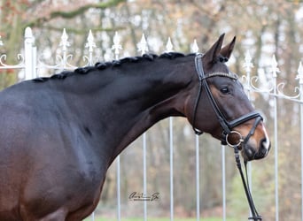 Hannoveraner, Stute, 10 Jahre, 167 cm, Dunkelbrauner