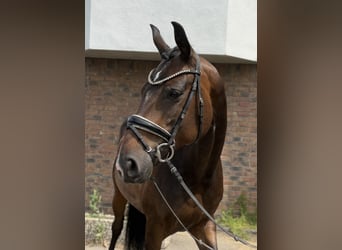 Hannoveraner, Stute, 10 Jahre, 167 cm, Dunkelbrauner