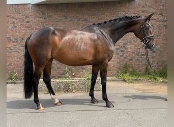 Hannoveraner, Stute, 10 Jahre, 167 cm, Dunkelbrauner