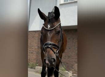 Hannoveraner, Stute, 10 Jahre, 167 cm, Dunkelbrauner