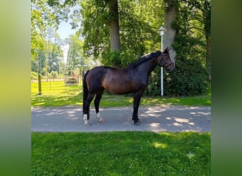 Hannoveraner, Stute, 10 Jahre, 167 cm, Dunkelbrauner