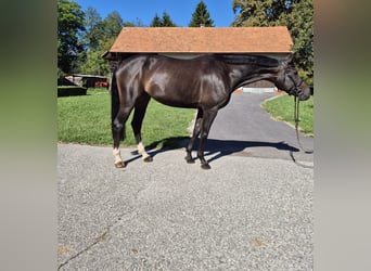 Hannoveraner, Stute, 10 Jahre, 167 cm, Dunkelbrauner
