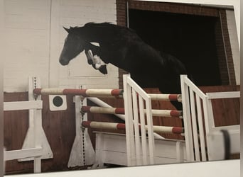 Hannoveraner, Stute, 10 Jahre, 167 cm, Schimmel