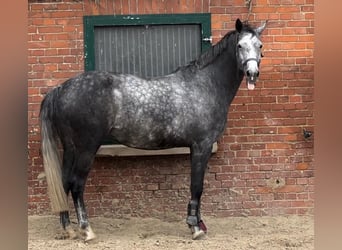 Hannoveraner, Stute, 10 Jahre, 167 cm, Schimmel