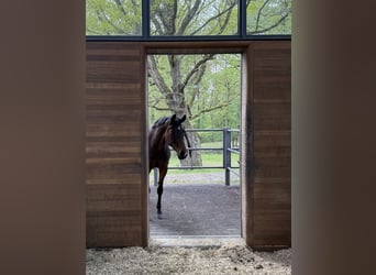 Hannoveraner, Stute, 10 Jahre, 167 cm, Schwarzbrauner