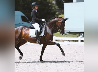 Hannoveraner, Stute, 10 Jahre, 167 cm, Schwarzbrauner