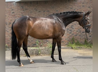 Hannoveraner, Stute, 10 Jahre, 167 cm, Schwarzbrauner