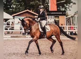 Hannoveraner, Stute, 10 Jahre, 168 cm, Brauner