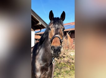 Hannoveraner, Stute, 10 Jahre, 168 cm, Brauner