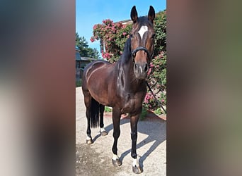 Hannoveraner, Stute, 10 Jahre, 168 cm, Dunkelbrauner