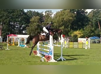 Hannoveraner, Stute, 10 Jahre, 168 cm, Dunkelbrauner