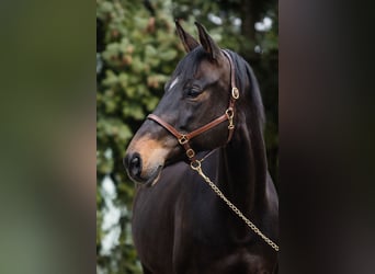 Hannoveraner, Stute, 10 Jahre, 168 cm, Dunkelbrauner