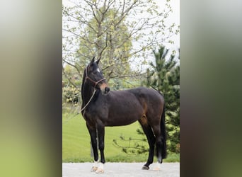 Hannoveraner, Stute, 10 Jahre, 168 cm, Dunkelbrauner