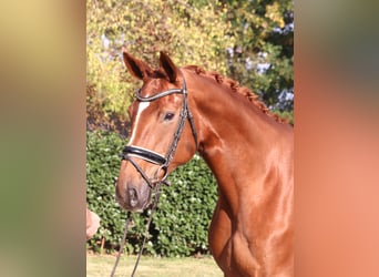 Hannoveraner, Stute, 10 Jahre, 168 cm, Fuchs