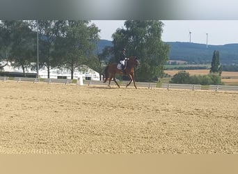 Hannoveraner, Stute, 10 Jahre, 168 cm, Fuchs