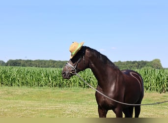 Hannoveraner, Stute, 10 Jahre, 168 cm, Rappe