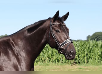 Hannoveraner, Stute, 10 Jahre, 168 cm, Rappe