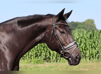 Hannoveraner, Stute, 10 Jahre, 168 cm, Rappe