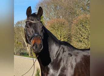 Hannoveraner, Stute, 10 Jahre, 168 cm, Schwarzbrauner