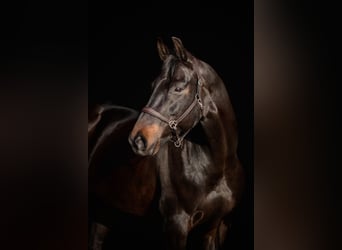 Hannoveraner, Stute, 10 Jahre, 168 cm, Schwarzbrauner