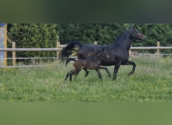 Hannoveraner, Stute, 10 Jahre, 168 cm, Schwarzbrauner