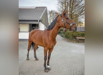 Hannoveraner, Stute, 10 Jahre, 170 cm, Brauner