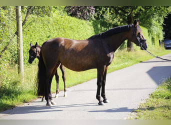 Hannoveraner, Stute, 10 Jahre, 170 cm, Brauner