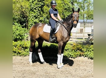 Hannoveraner, Stute, 10 Jahre, 170 cm, Dunkelbrauner