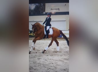 Hannoveraner, Stute, 10 Jahre, 170 cm, Fuchs