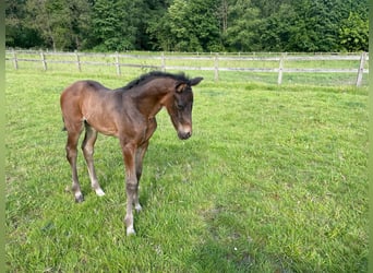 Hannoveraner, Stute, 10 Jahre, 170 cm, Fuchs