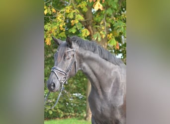 Hannoveraner, Stute, 10 Jahre, 170 cm, Rappe