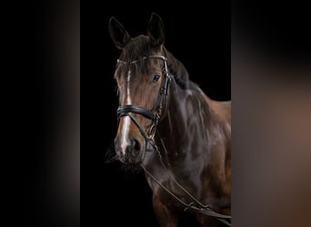 Hannoveraner, Stute, 10 Jahre, 172 cm, Dunkelbrauner