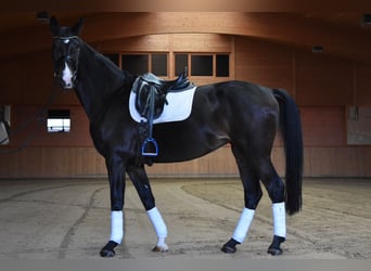 Hannoveraner, Stute, 10 Jahre, 172 cm, Dunkelbrauner