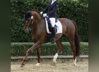 Hannoveraner, Stute, 10 Jahre, 172 cm, Dunkelfuchs