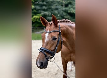 Hannoveraner, Stute, 10 Jahre, 172 cm, Dunkelfuchs
