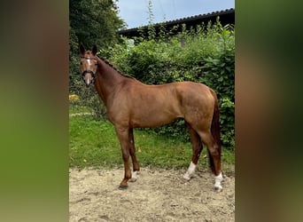 Hannoveraner, Stute, 10 Jahre, 172 cm, Dunkelfuchs