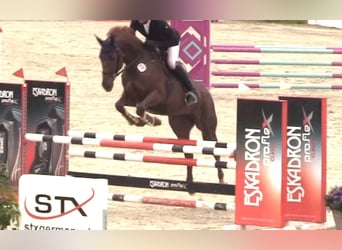 Hannoveraner, Stute, 10 Jahre, 172 cm, Fuchs