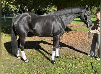 Hannoveraner, Stute, 10 Jahre, 172 cm, Rappe