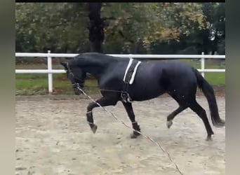 Hannoveraner, Stute, 10 Jahre, 172 cm, Rappe