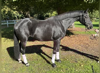 Hannoveraner, Stute, 10 Jahre, 172 cm, Rappe