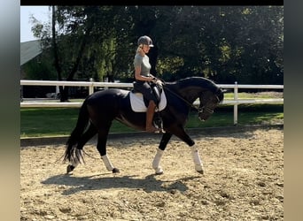 Hannoveraner, Stute, 10 Jahre, 172 cm, Rappe