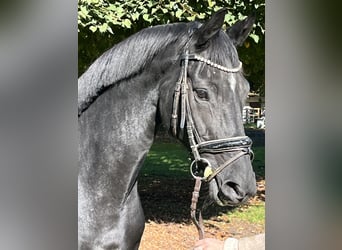 Hannoveraner, Stute, 10 Jahre, 172 cm, Rappe