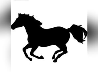 Hannoveraner, Stute, 10 Jahre, 173 cm, Brauner