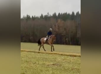 Hannoveraner, Stute, 10 Jahre, 173 cm, Brauner