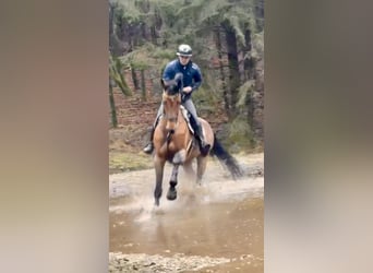 Hannoveraner, Stute, 10 Jahre, 173 cm, Brauner