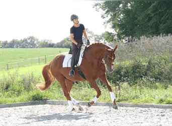 Hannoveraner, Stute, 10 Jahre, 173 cm, Fuchs