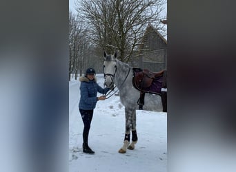 Hannoveraner, Stute, 10 Jahre, 174 cm, Schimmel