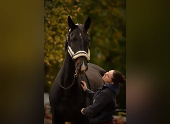 Hannoveraner, Stute, 10 Jahre, 174 cm, Schwarzbrauner